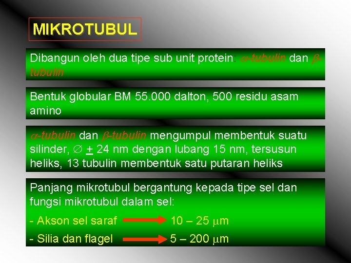 MIKROTUBUL Dibangun oleh dua tipe sub unit protein: -tubulin dan tubulin Bentuk globular BM