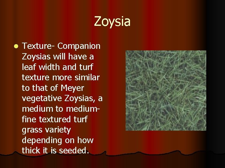 Zoysia l Texture- Companion Zoysias will have a leaf width and turf texture more