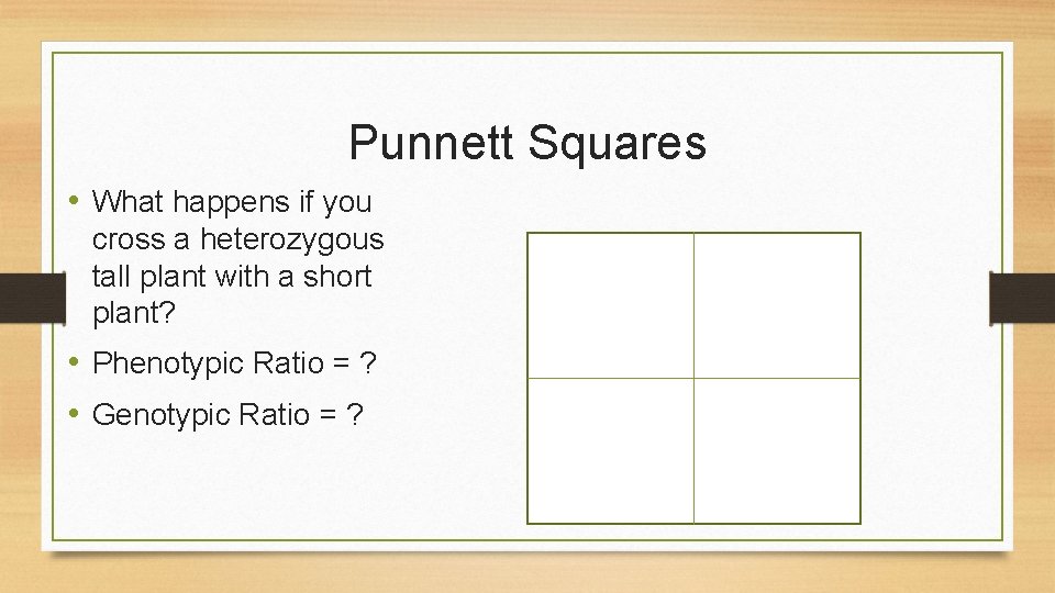 Punnett Squares • What happens if you cross a heterozygous tall plant with a