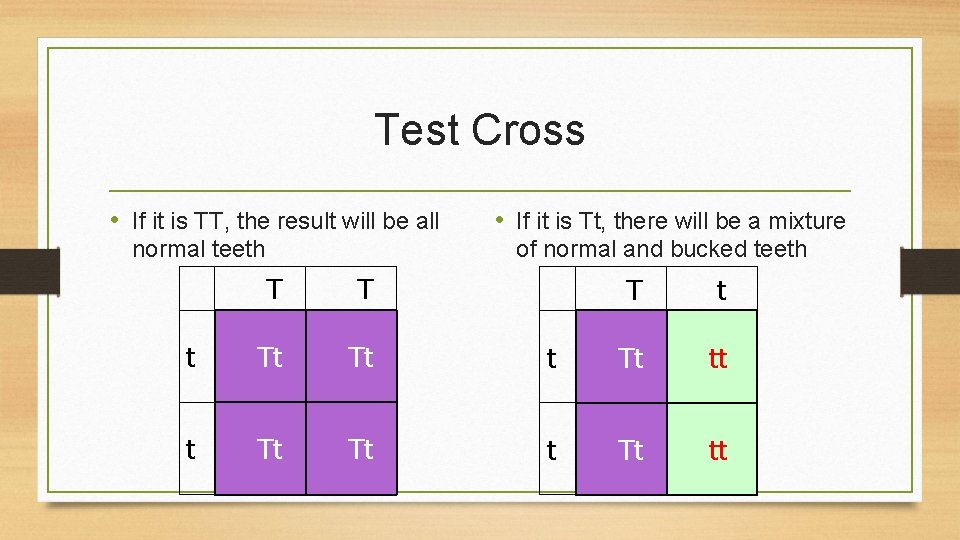 Test Cross • If it is TT, the result will be all normal teeth