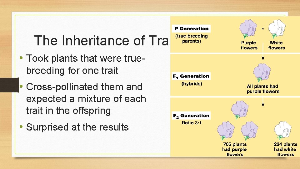 The Inheritance of Traits • Took plants that were truebreeding for one trait •