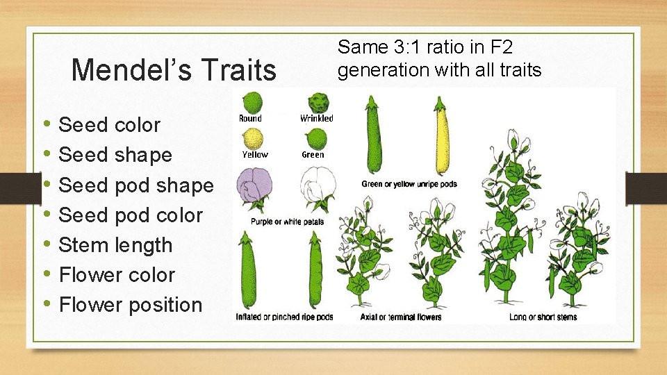 Mendel’s Traits • Seed color • Seed shape • Seed pod color • Stem