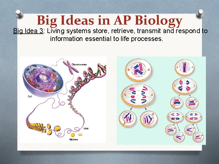 Big Ideas in AP Biology Big Idea 3: Living systems store, retrieve, transmit and