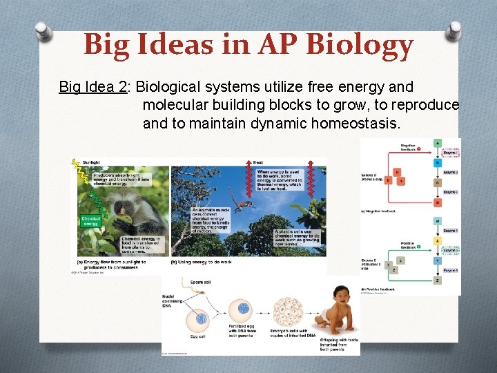 Big Ideas in AP Biology Big Idea 2: Biological systems utilize free energy and