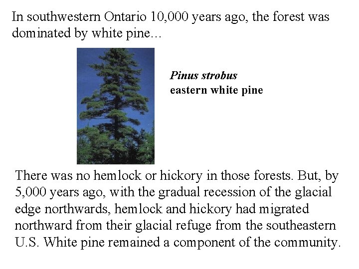 In southwestern Ontario 10, 000 years ago, the forest was dominated by white pine…