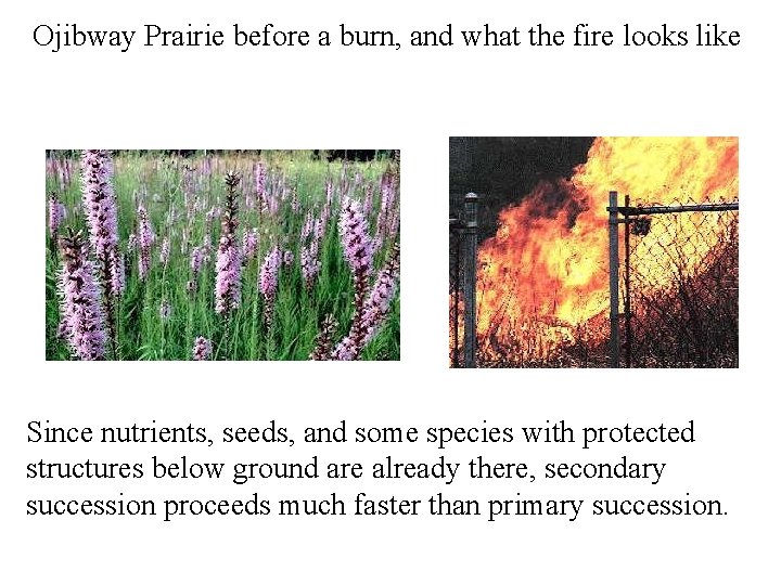 Ojibway Prairie before a burn, and what the fire looks like Since nutrients, seeds,