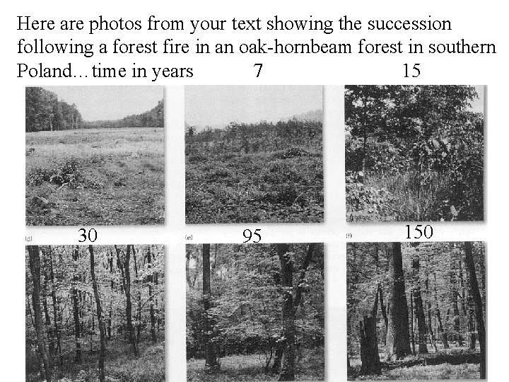 Here are photos from your text showing the succession following a forest fire in