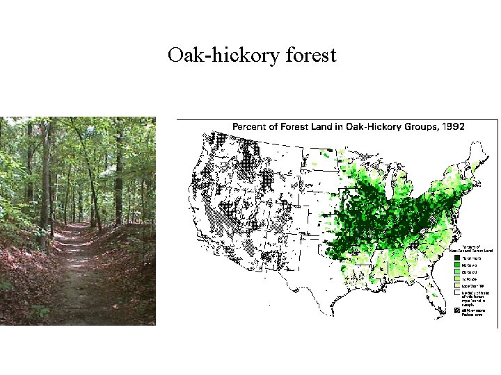Oak-hickory forest 