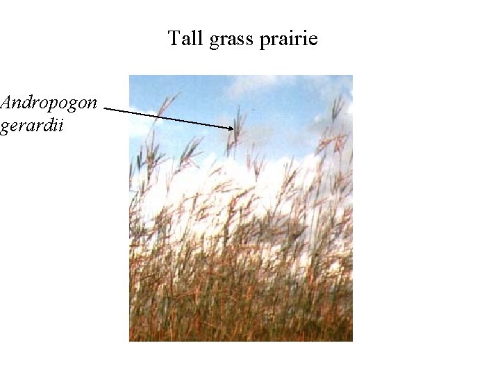 Andropogon gerardii Tall grass prairie 