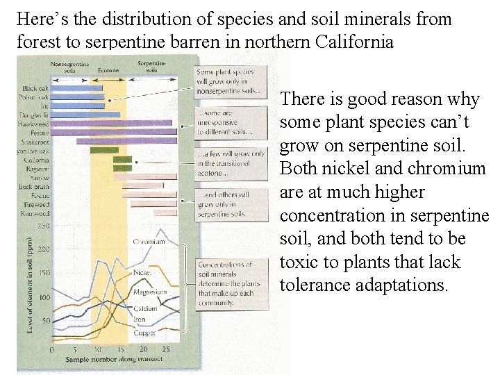 Here’s the distribution of species and soil minerals from forest to serpentine barren in