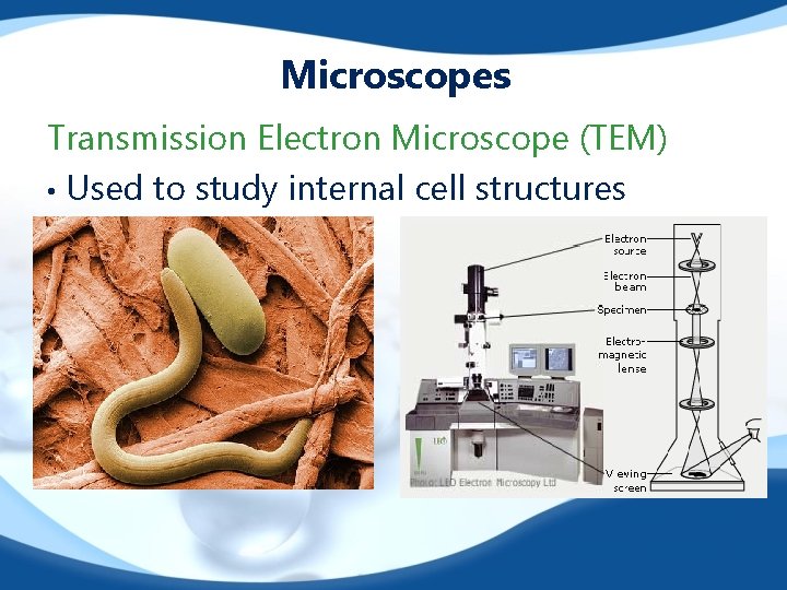 Microscopes Transmission Electron Microscope (TEM) • Used to study internal cell structures 