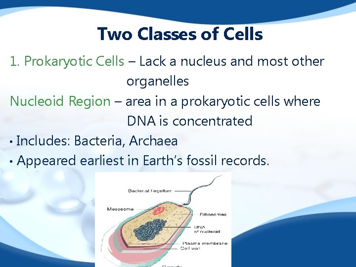 Two Classes of Cells 1. Prokaryotic Cells – Lack a nucleus and most other