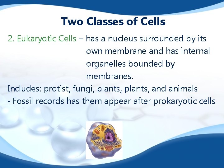 Two Classes of Cells 2. Eukaryotic Cells – has a nucleus surrounded by its