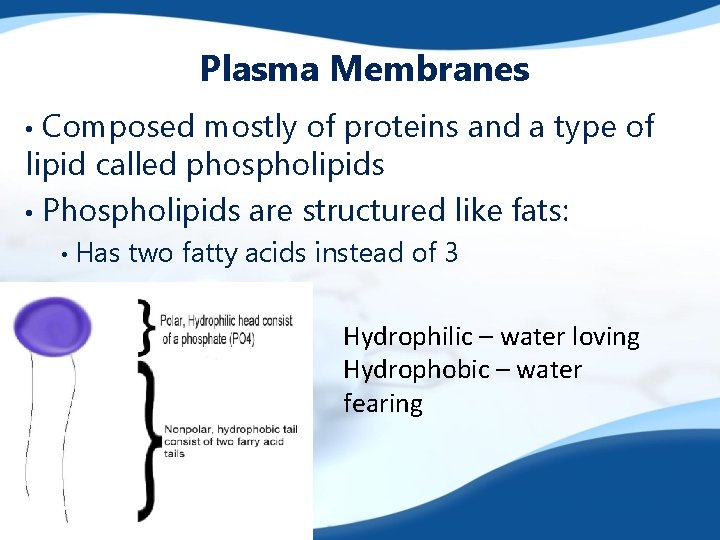 Plasma Membranes Composed mostly of proteins and a type of lipid called phospholipids •