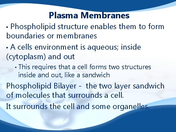 Plasma Membranes Phospholipid structure enables them to form boundaries or membranes • A cells