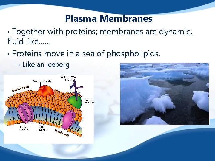 Plasma Membranes Together with proteins; membranes are dynamic; fluid like…… • Proteins move in