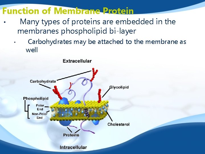 Function of Membrane Protein Many types of proteins are embedded in the membranes phospholipid