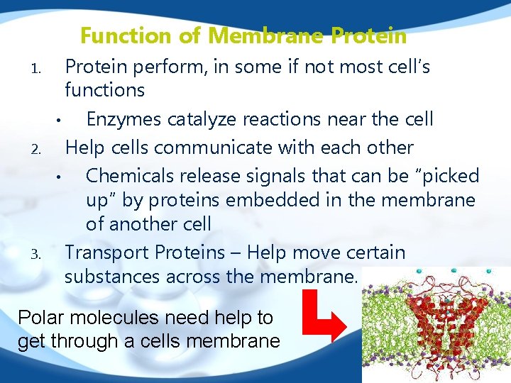 Function of Membrane Protein 1. 2. 3. Protein perform, in some if not most