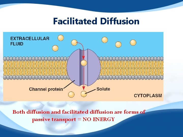 Facilitated Diffusion Both diffusion and facilitated diffusion are forms of passive transport = NO