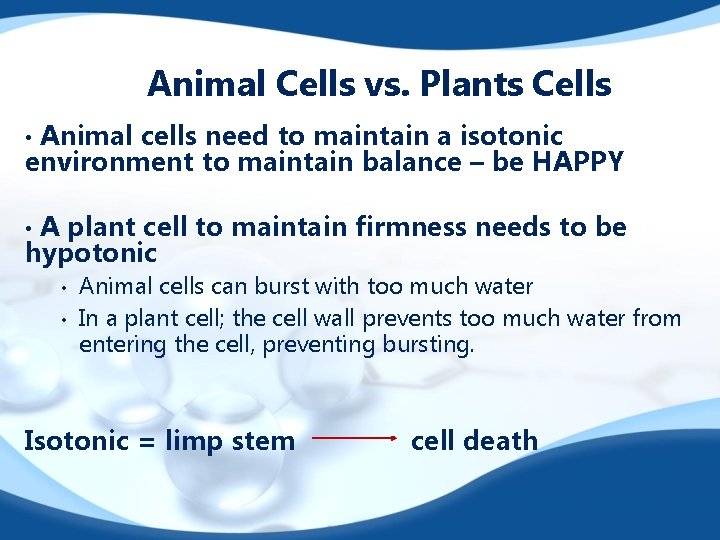 Animal Cells vs. Plants Cells Animal cells need to maintain a isotonic environment to