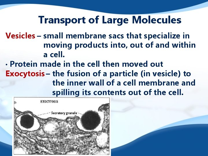 Transport of Large Molecules Vesicles – small membrane sacs that specialize in moving products