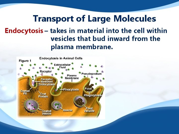 Transport of Large Molecules Endocytosis – takes in material into the cell within vesicles