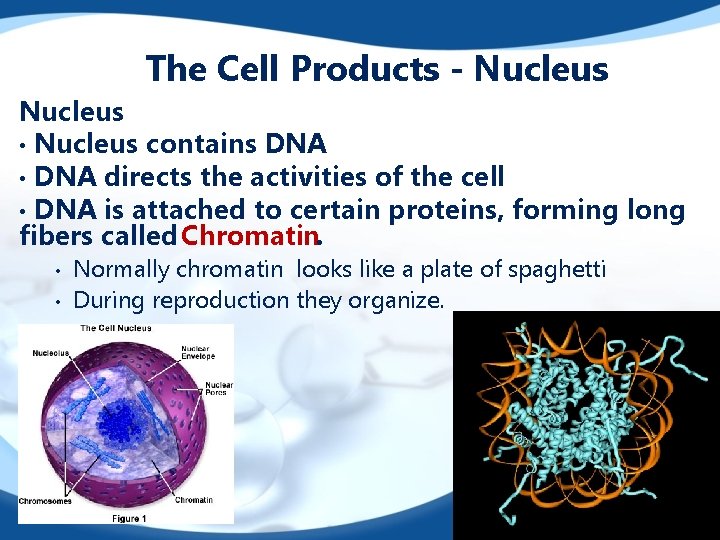 The Cell Products - Nucleus • Nucleus contains DNA • DNA directs the activities