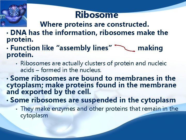 Ribosome Where proteins are constructed. • DNA has the information, ribosomes make the protein.