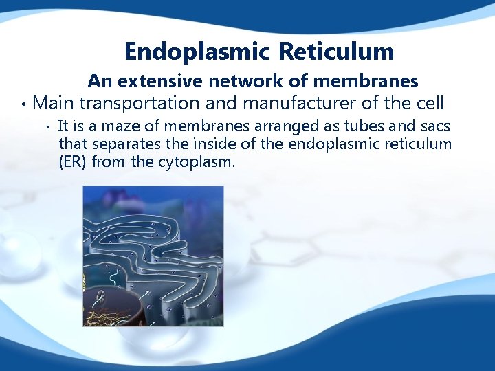 Endoplasmic Reticulum An extensive network of membranes • Main transportation and manufacturer of the