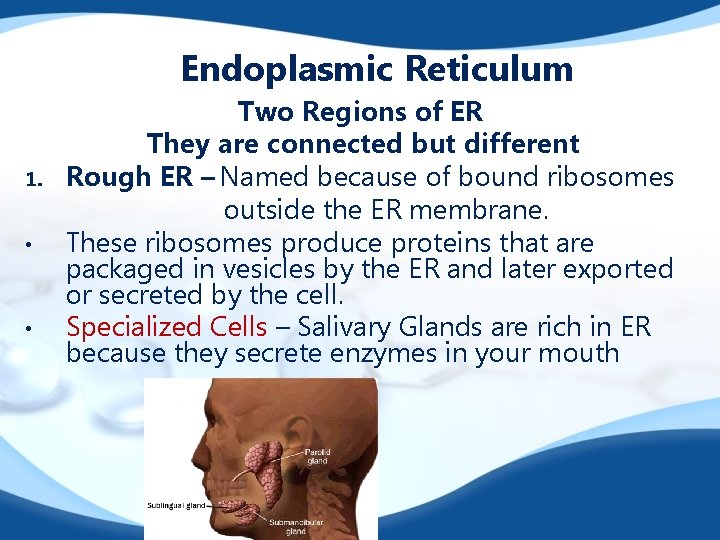 Endoplasmic Reticulum 1. • • Two Regions of ER They are connected but different