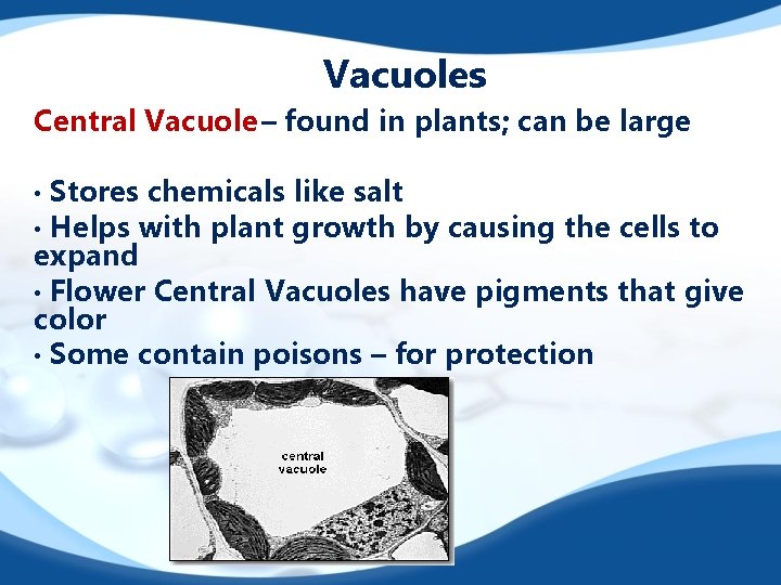 Vacuoles Central Vacuole – found in plants; can be large Stores chemicals like salt