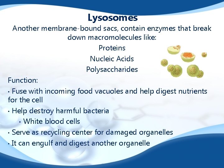 Lysosomes Another membrane-bound sacs, contain enzymes that break down macromolecules like: Proteins Nucleic Acids