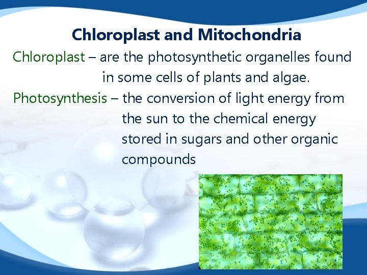 Chloroplast and Mitochondria Chloroplast – are the photosynthetic organelles found in some cells of