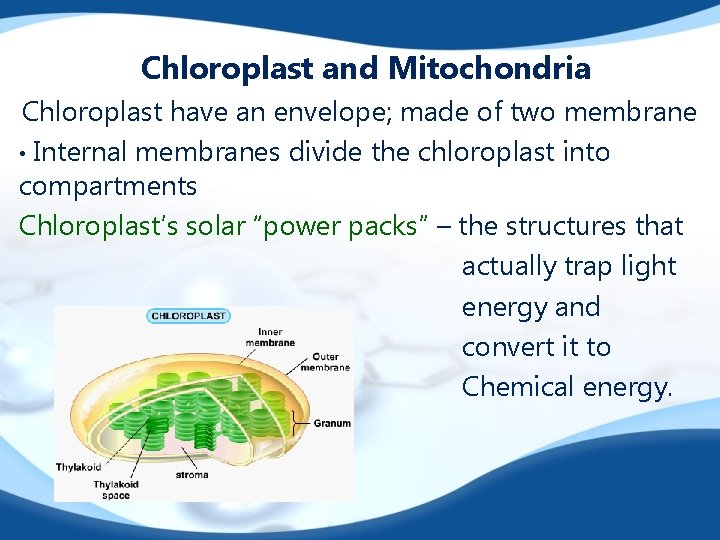 Chloroplast and Mitochondria Chloroplast have an envelope; made of two membrane • Internal membranes