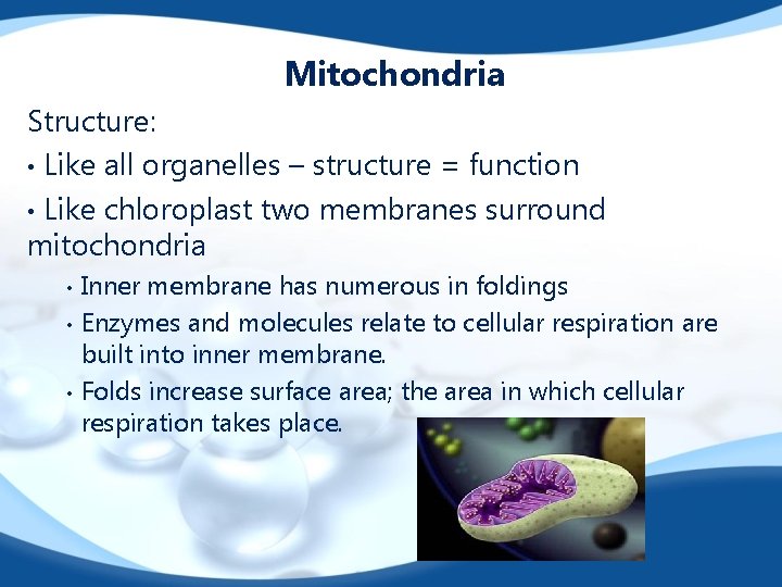 Mitochondria Structure: • Like all organelles – structure = function • Like chloroplast two