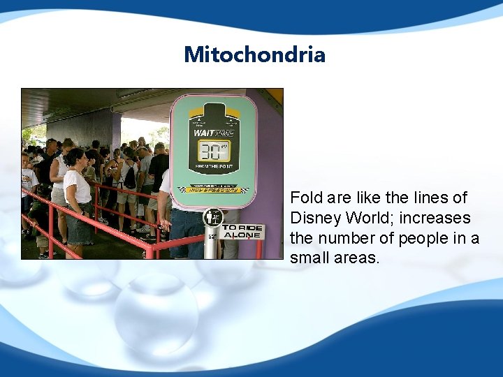 Mitochondria Fold are like the lines of Disney World; increases the number of people