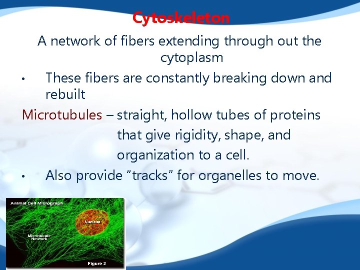 Cytoskeleton A network of fibers extending through out the cytoplasm • These fibers are