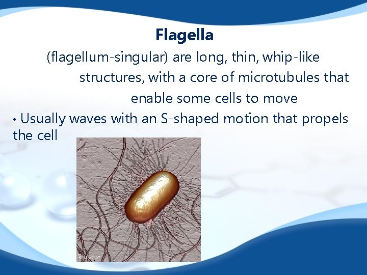 Flagella (flagellum-singular) are long, thin, whip-like structures, with a core of microtubules that enable