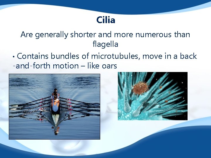 Cilia Are generally shorter and more numerous than flagella • Contains bundles of microtubules,