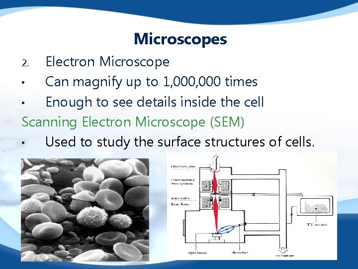 Microscopes Electron Microscope • Can magnify up to 1, 000 times • Enough to