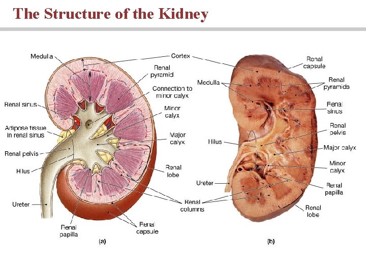 The Structure of the Kidney 