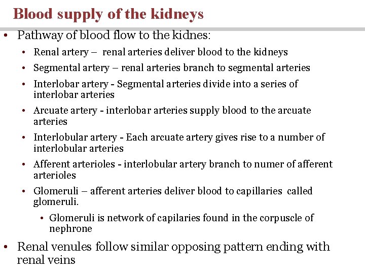 Blood supply of the kidneys • Pathway of blood flow to the kidnes: •