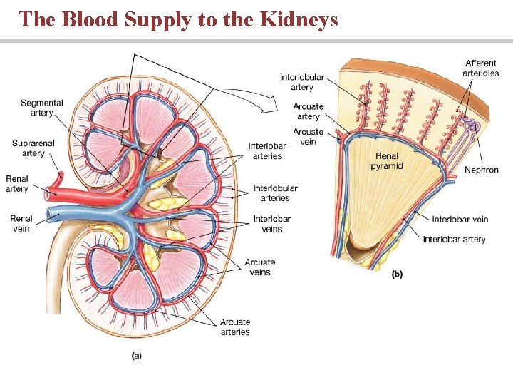 The Blood Supply to the Kidneys 