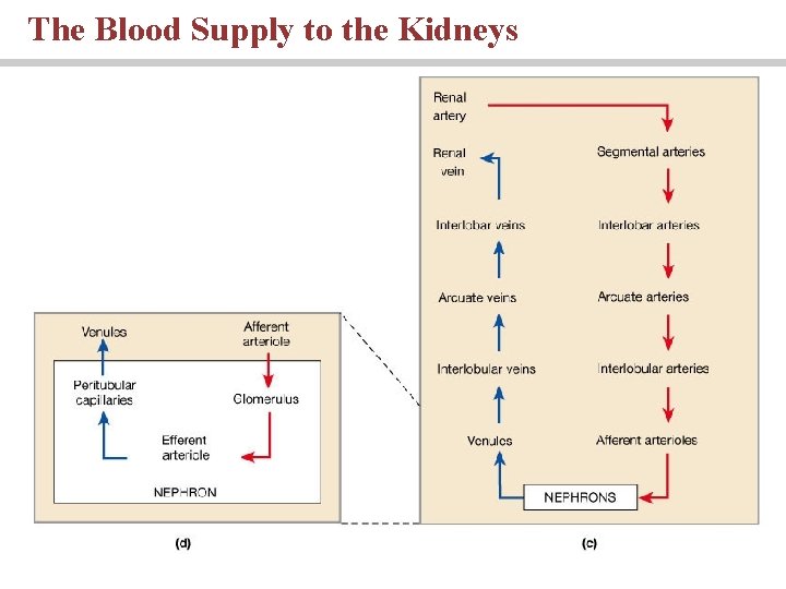 The Blood Supply to the Kidneys 