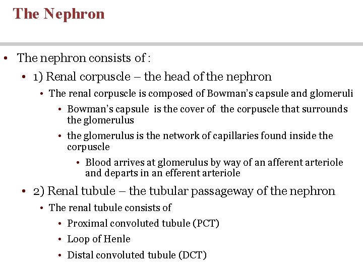 The Nephron • The nephron consists of : • 1) Renal corpuscle – the