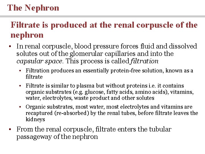 The Nephron Filtrate is produced at the renal corpuscle of the nephron • In