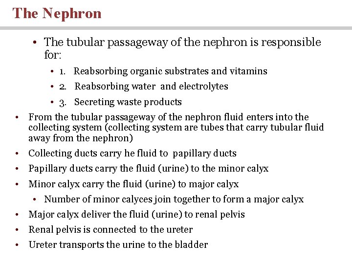 The Nephron • The tubular passageway of the nephron is responsible for: • 1.