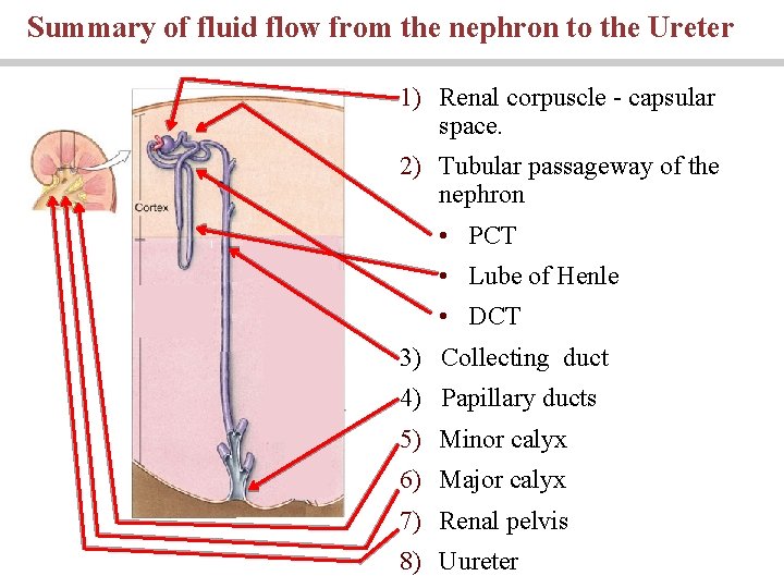 Summary of fluid flow from the nephron to the Ureter 1) Renal corpuscle -