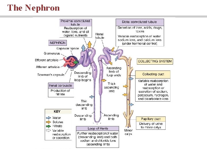 The Nephron 