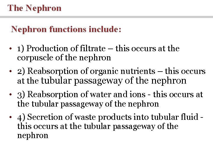 The Nephron functions include: • 1) Production of filtrate – this occurs at the